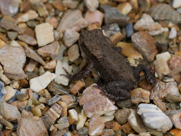 <h3><a href="/trips/braakman/biota/animalia/chordata/amphibia/anura/bufonidae/bufo bufo/bufo bufo-nl.html">Bufo&nbsp;bufo</a> / Common&nbsp;toad / Gewone&nbsp;pad</h3>OM-1 Mark II met OLYMPUS M.150-400mm F4.5 TC, 1/2000 sec  bij F5.6, ISO 640, afstand 1.83&nbsp;m